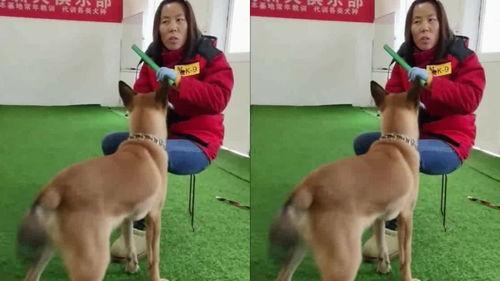 狗培训视频在线观看,精选在线视频教程一览  第1张